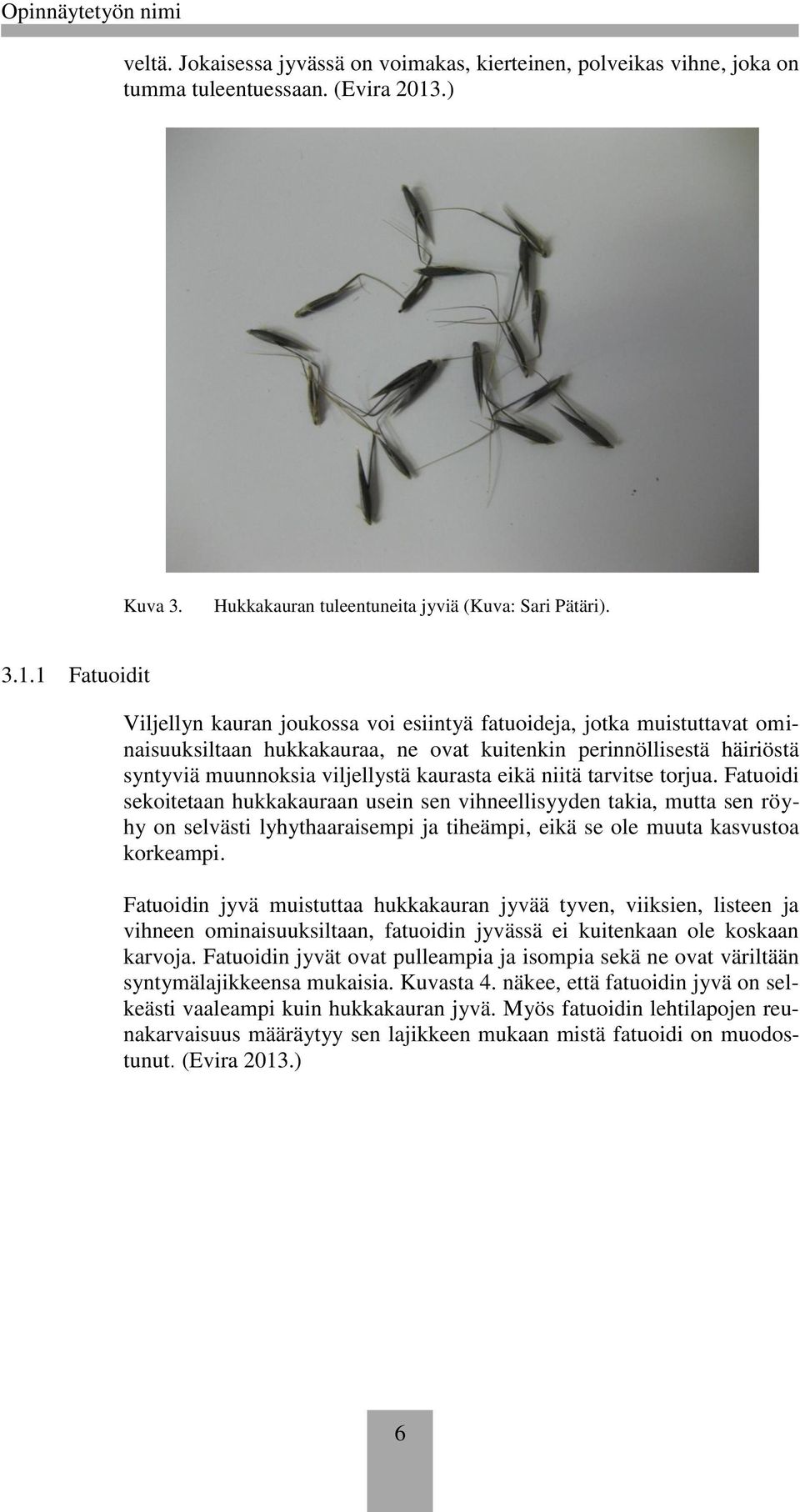 1 Fatuoidit Viljellyn kauran joukossa voi esiintyä fatuoideja, jotka muistuttavat ominaisuuksiltaan hukkakauraa, ne ovat kuitenkin perinnöllisestä häiriöstä syntyviä muunnoksia viljellystä kaurasta