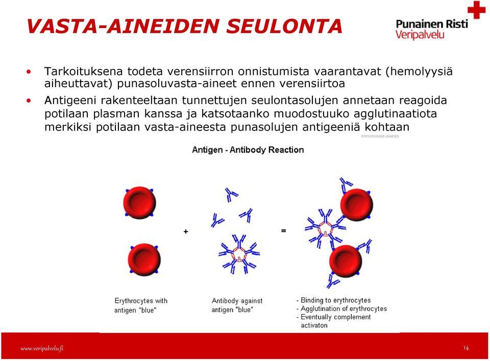 tunnettujen seulontasolujen annetaan reagoida potilaan plasman kanssa ja katsotaanko