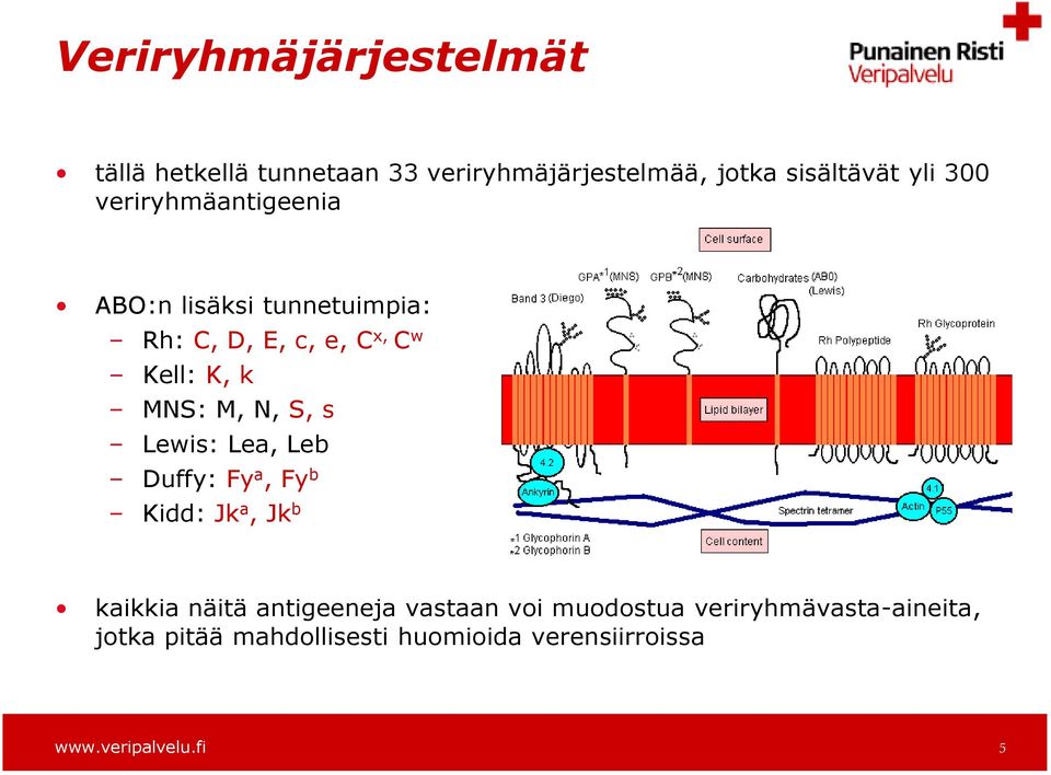 M, N, S, s Lewis: Lea, Leb Duffy: Fy a, Fy b Kidd: Jk a, Jk b kaikkia näitä antigeeneja vastaan