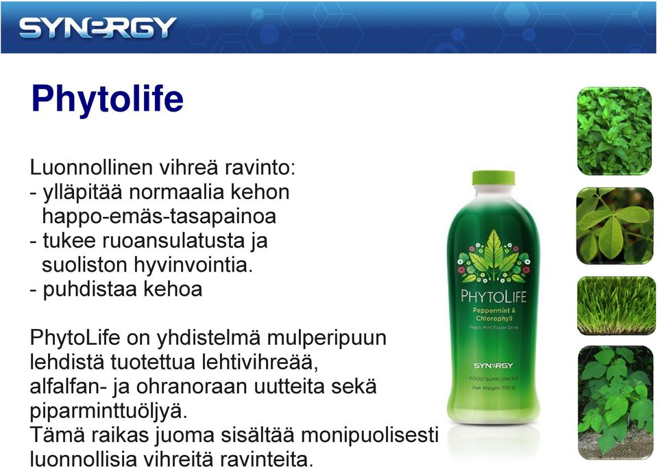 - puhdistaa kehoa PhytoLife on yhdistelmä mulperipuun lehdistä tuotettua lehtivihreää,