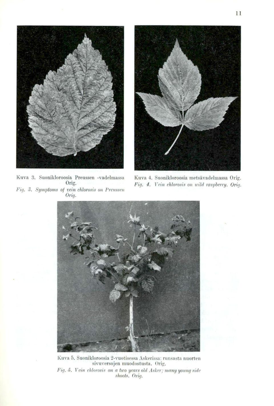 Suonikloroosia 2-vuotisessa Askerissa: nuisasta nuorten sivuversojen muodostusta. Orig. Fig.