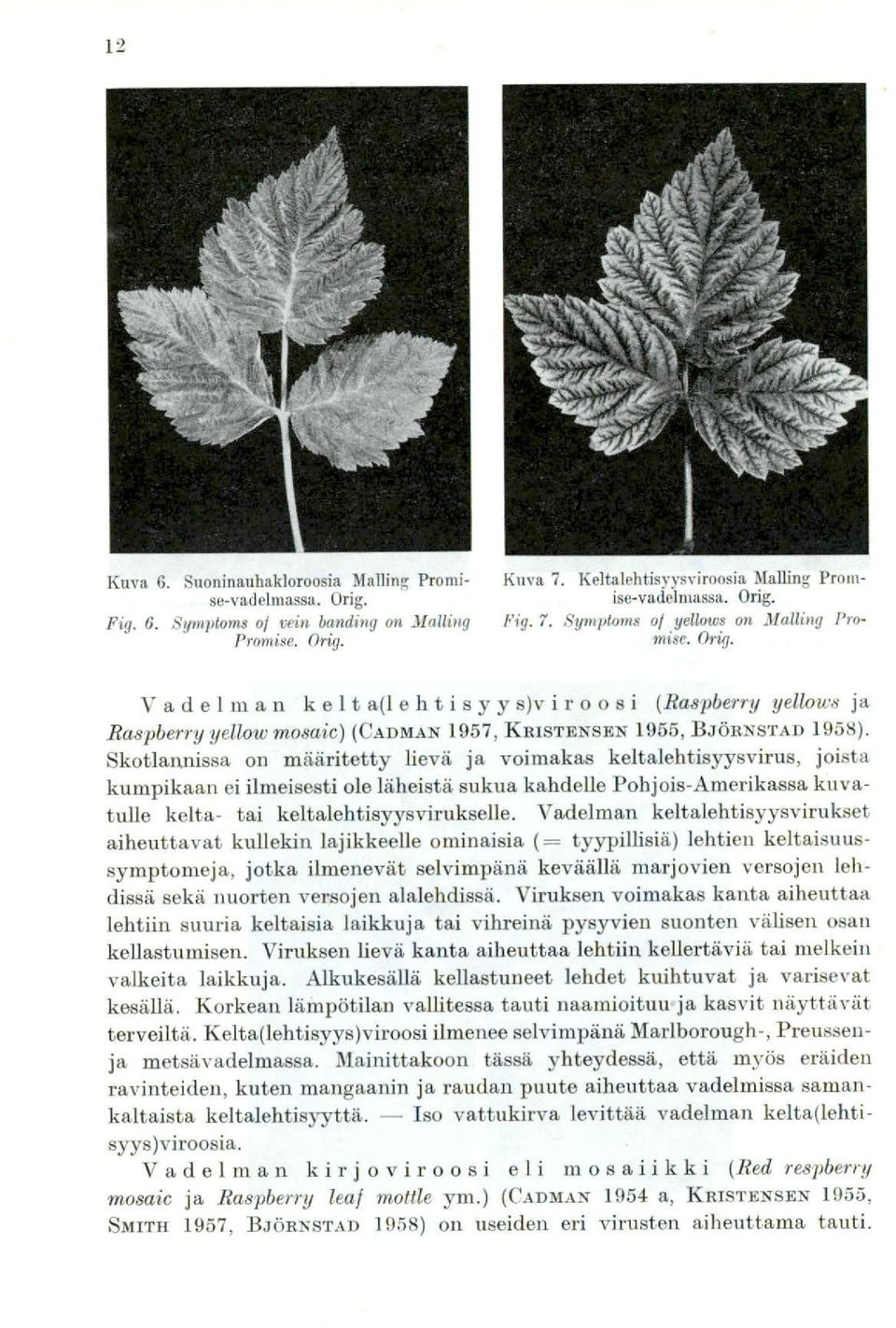 Skotlannissa on määritetty lievä ja voimakas keltalehtisyysvirus, joista kumpikaan ei ilmeisesti ole läheistä sukua kahdelle Pohjois-Amerikassa kuvatulle kelta- tai keltalehtisyysvirukselle.