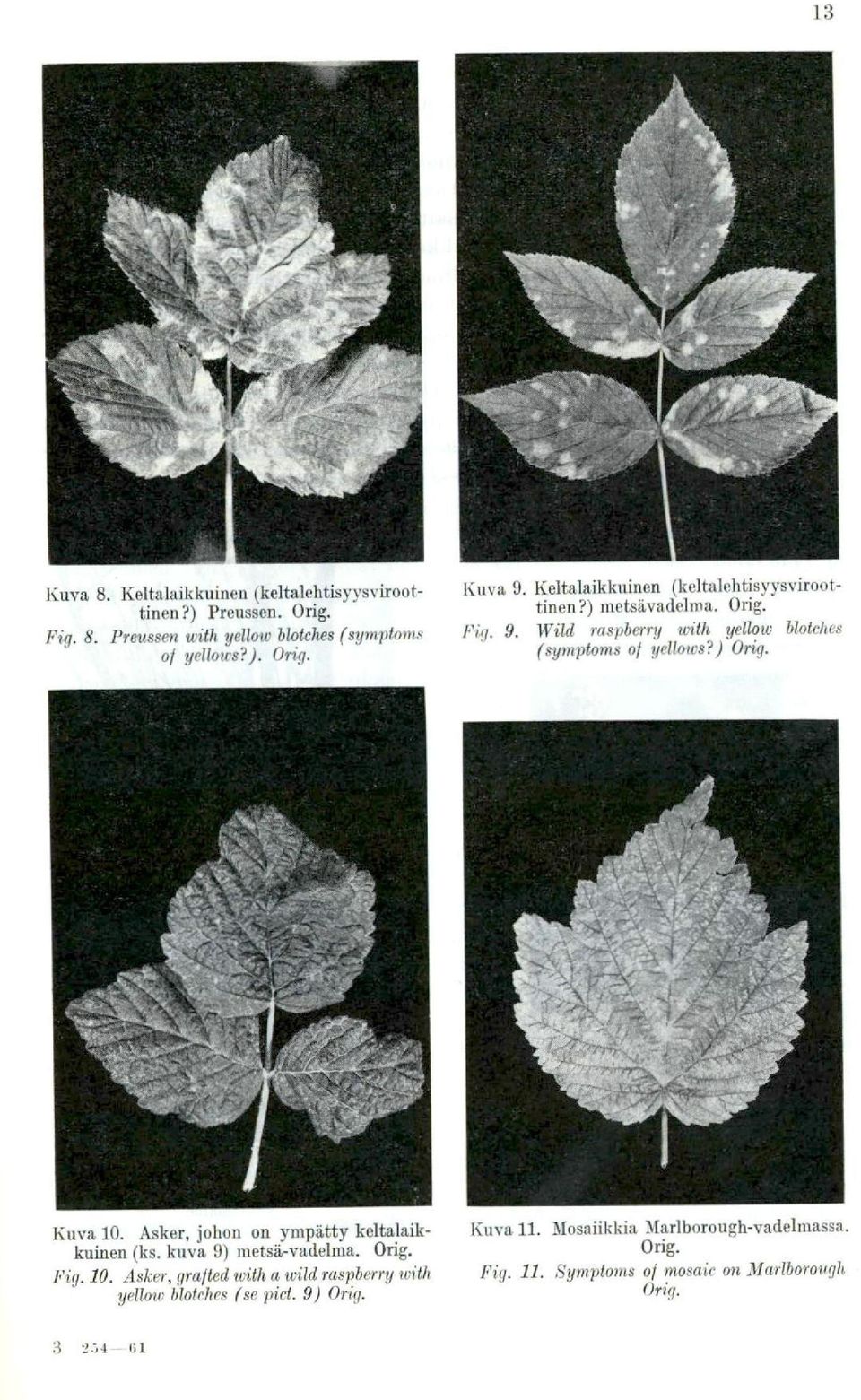Kuva 10. Asker, johon on ympätty keltalaikkuinen (ks. kuva 9) metsä-vadelma. Orig. Fig. 10. Asker, grafted with a tvild raspberry with yellow blotehes (se pict.