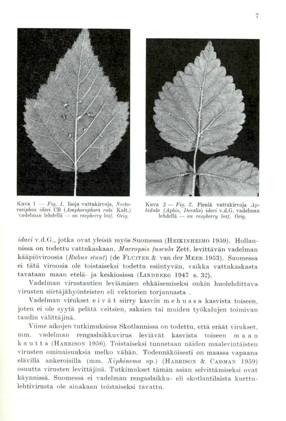 levittävän vadelman kääpiöviroosia (Rubus stunt) (de FLUITER & van der MEER 1953).