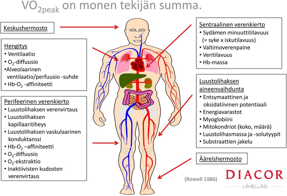 Luustolihaksen kapillaaritiheys Luustolihaksen vaskulaarinen konduktanssi Hb-O 2 affiniteetti O 2 -diffuusio O 2 -ekstraktio Inaktiivisten kudosten verenvirtaus