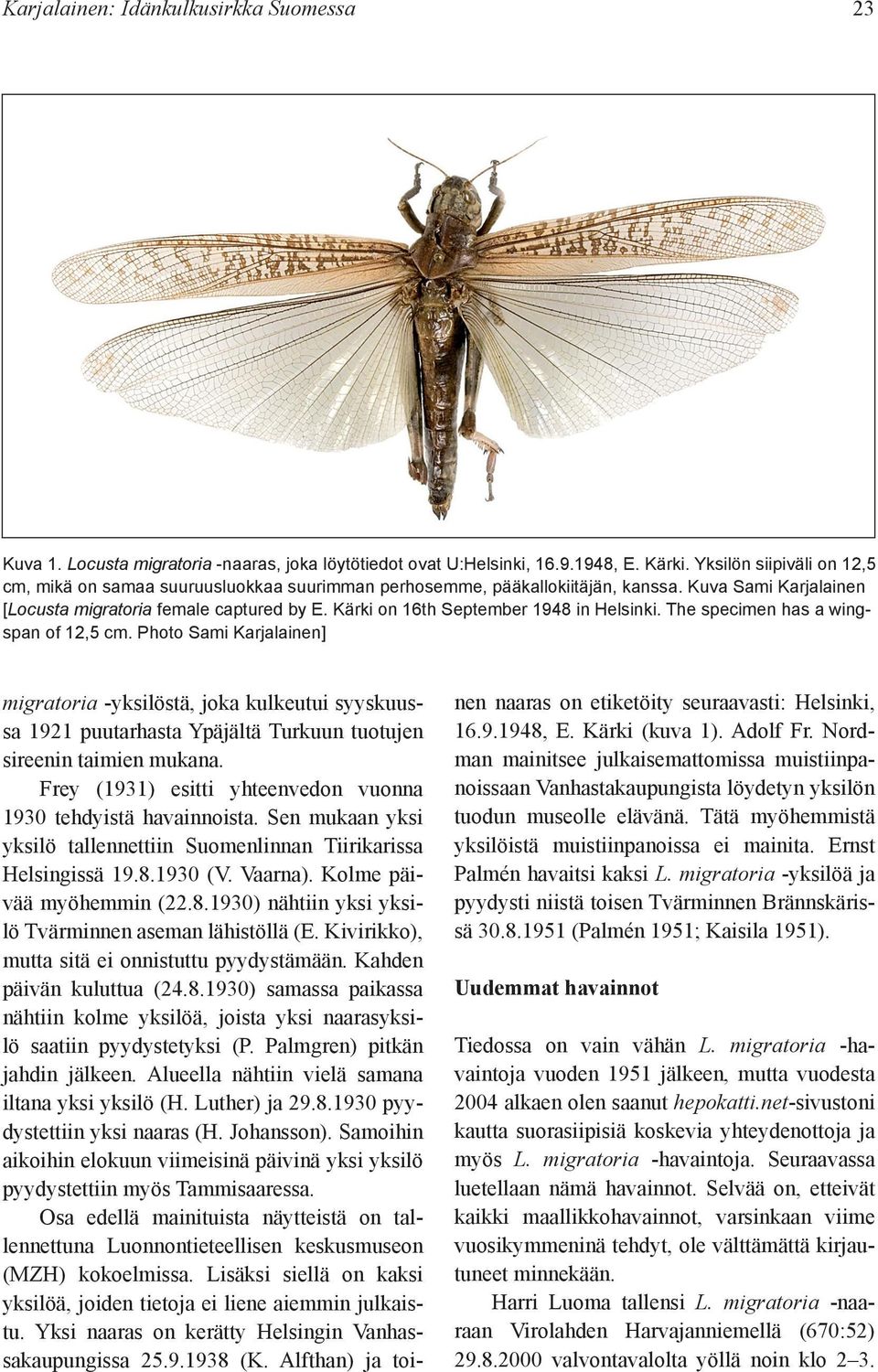 Kärki on 16th September 1948 in Helsinki. The specimen has a wing span of 12,5 cm.