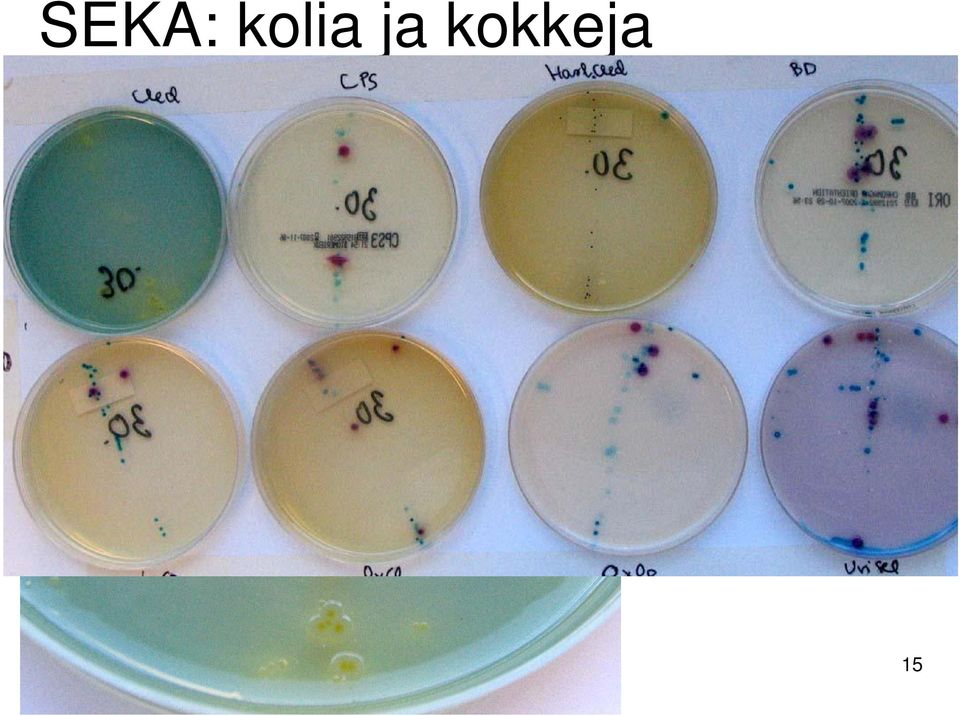 kokkeja