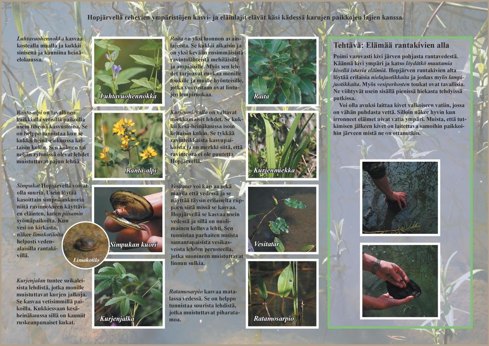Sen kolmen tai neljän ryhmissä olevat lehdet muistuttavat pajun lehtiä. Luhtavuohennokka Ranta-alpi Raita on yksi luonnon avainlajeista.