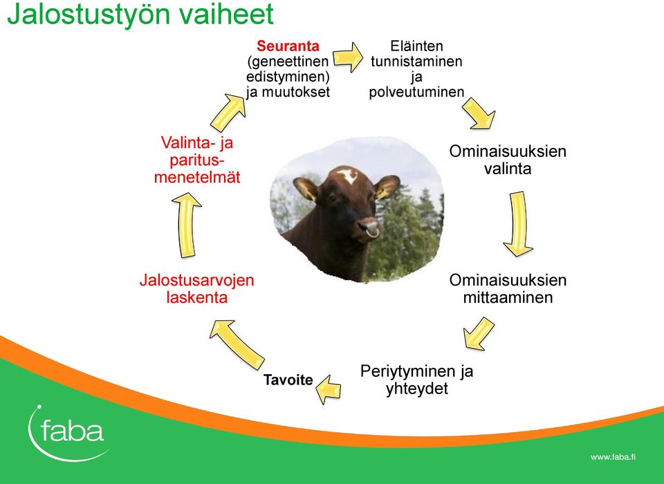 paritusmenetelmät Ominaisuuksien valinta Jalostusarvojen