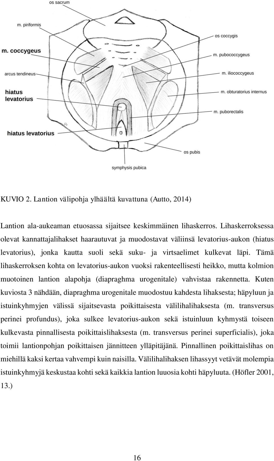 Tämä lihaskerroksen kohta on levatorius-aukon vuoksi rakenteellisesti heikko, mutta kolmion muotoinen lantion alapohja (diapraghma urogenitale) vahvistaa rakennetta.