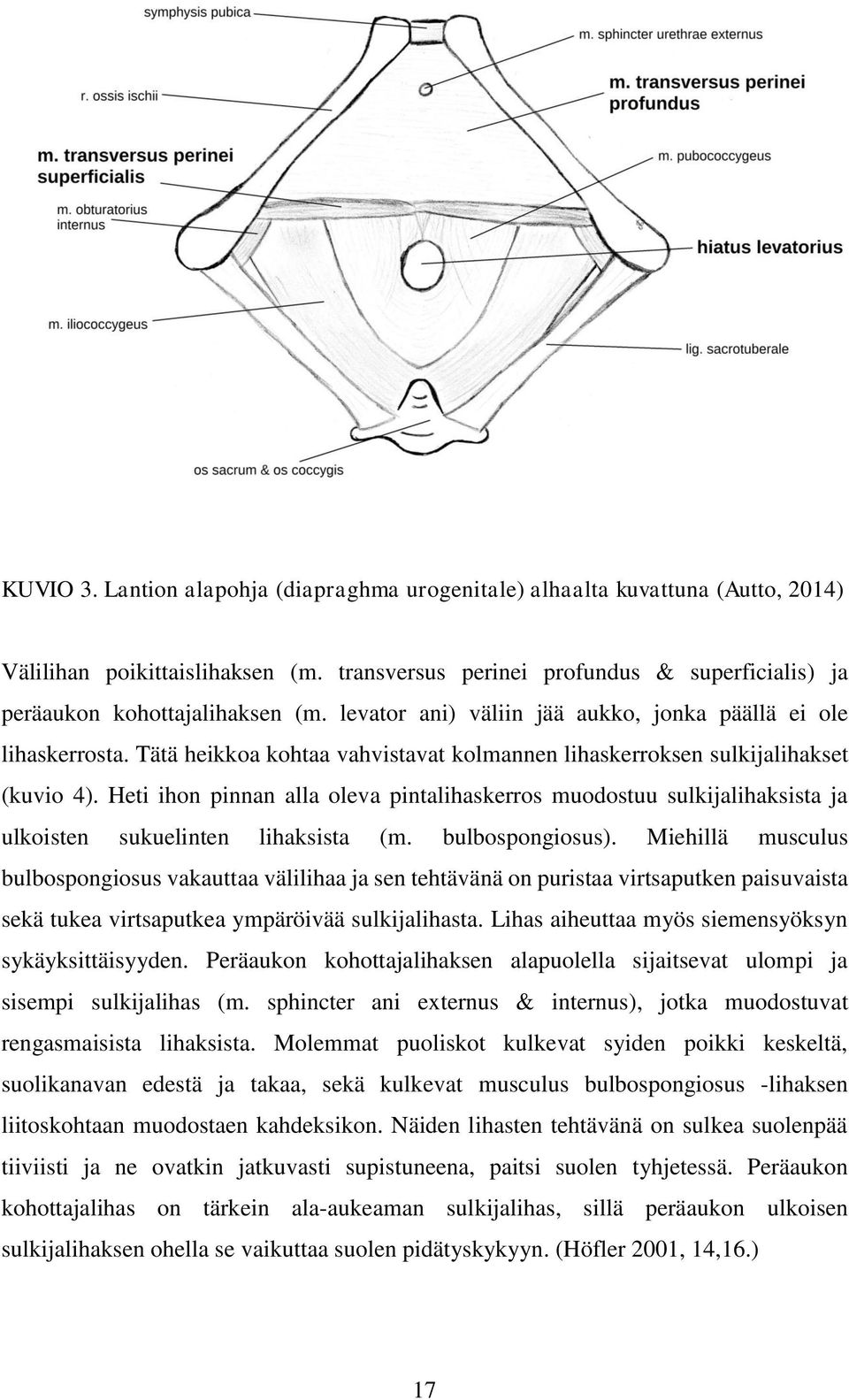 Heti ihon pinnan alla oleva pintalihaskerros muodostuu sulkijalihaksista ja ulkoisten sukuelinten lihaksista (m. bulbospongiosus).