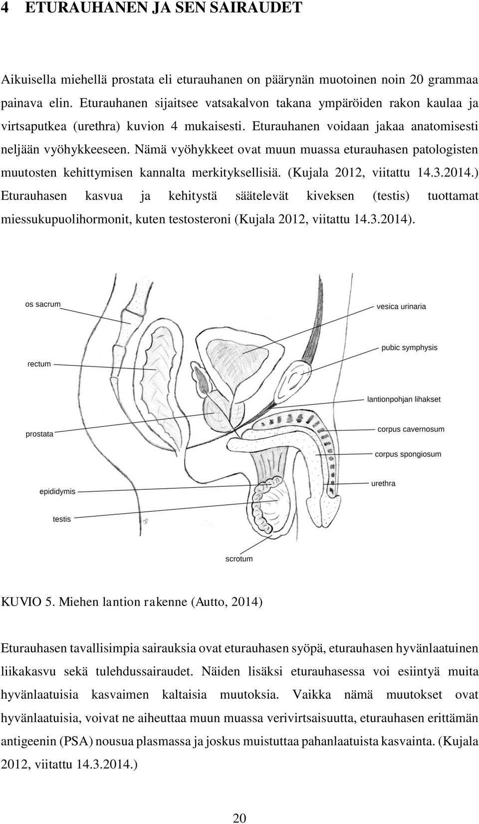 Nämä vyöhykkeet ovat muun muassa eturauhasen patologisten muutosten kehittymisen kannalta merkityksellisiä. (Kujala 2012, viitattu 14.3.2014.