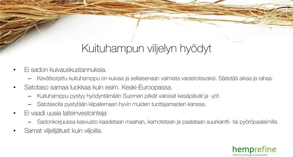 Satotaso samaa luokkaa kuin esim. Keski-Euroopassa. Kuituhamppu pystyy hyödyntämään Suomen pitkät valoisat kesäpäivät ja -yöt.