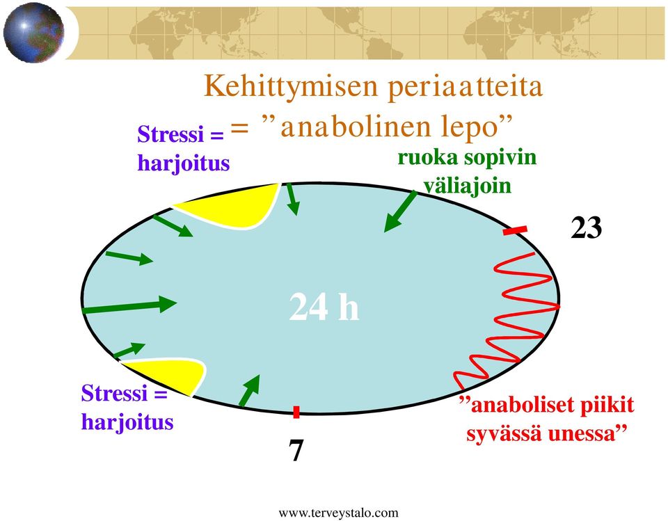 sopivin väliajoin 23 24 h Stressi =