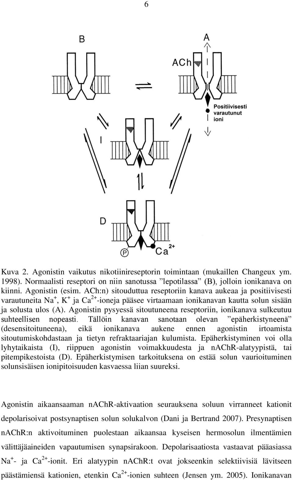 Agonistin pysyessä sitoutuneena reseptoriin, ionikanava sulkeutuu suhteellisen nopeasti.