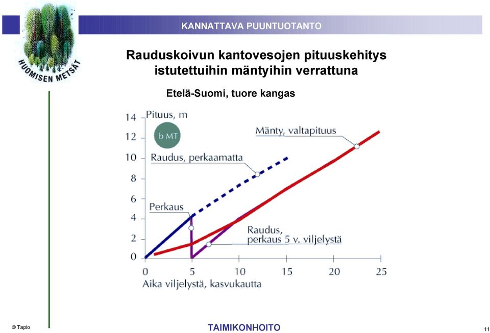 mäntyihin verrattuna