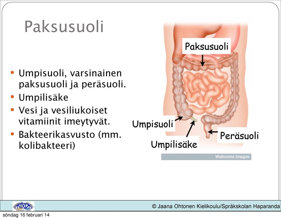 Umpilisäke Vesi ja vesiliukoiset vitamiinit