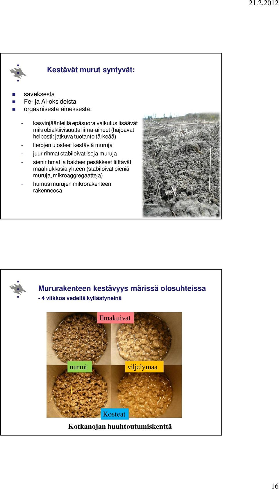isoja muruja - sienirihmat ja bakteeripesäkkeet liittävät maahiukkasia yhteen (stabiloivat pieniä muruja, mikroaggregaatteja) - humus murujen