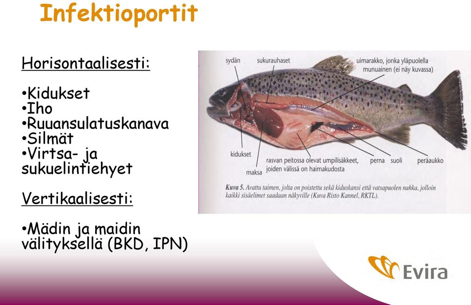 Virtsa- ja sukuelintiehyet