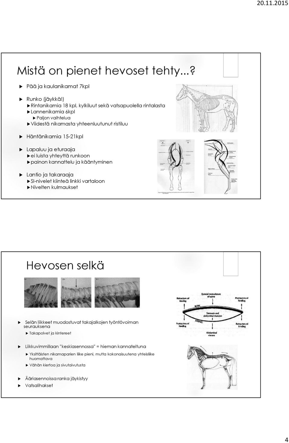 eturaaja ei luista yhteyttä runkoon painon kannattelu ja kääntyminen Lantio ja takaraaja SI-nivelet kiinteä linkki vartaloon Nivelten kulmaukset Hevosen selkä Selän liikkeet