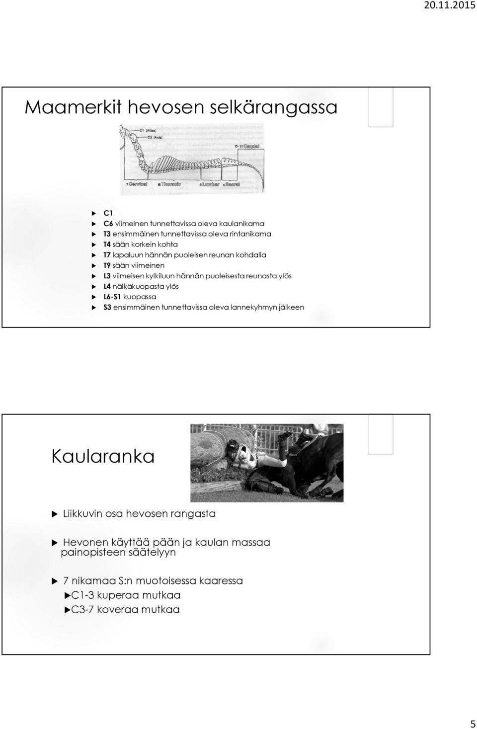 L4 nälkäkuopasta ylös L6-S1 kuopassa S3 ensimmäinen tunnettavissa oleva lannekyhmyn jälkeen Kaularanka Liikkuvin osa hevosen rangasta