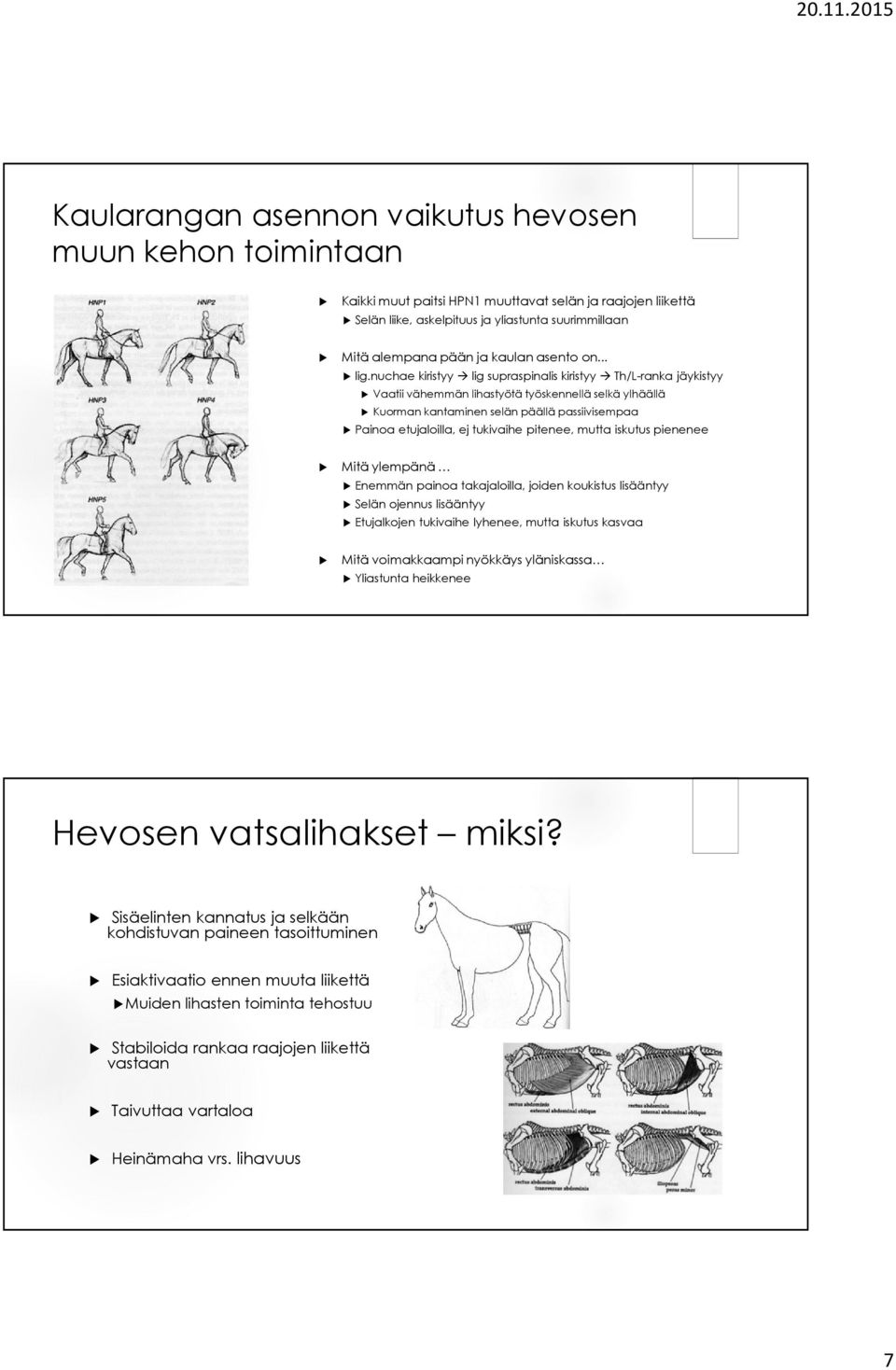 nuchae kiristyy lig supraspinalis kiristyy Th/L-ranka jäykistyy Vaatii vähemmän lihastyötä työskennellä selkä ylhäällä Kuorman kantaminen selän päällä passiivisempaa Painoa etujaloilla, ej tukivaihe