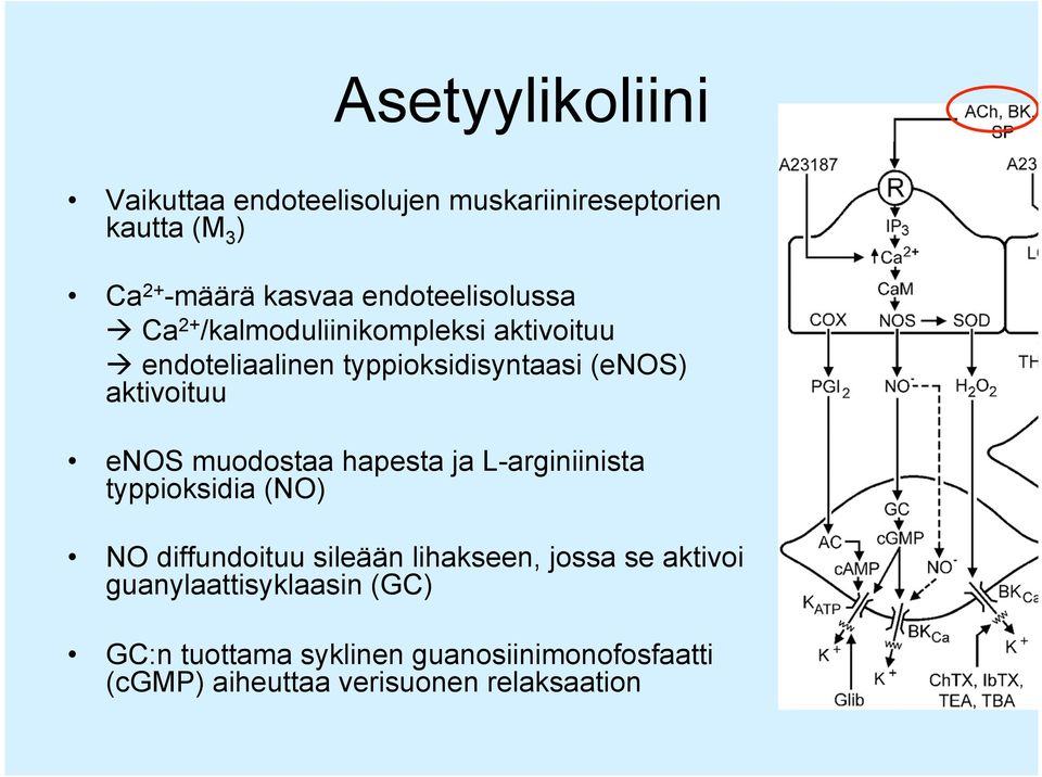 aktivoituu enos muodostaa hapesta ja L-arginiinista typpioksidia (NO) NO diffundoituu sileään lihakseen,