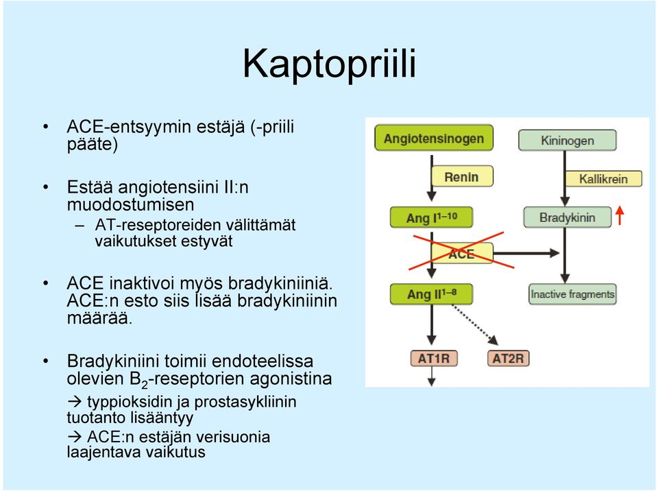 ACE:n esto siis lisää bradykiniinin määrää.