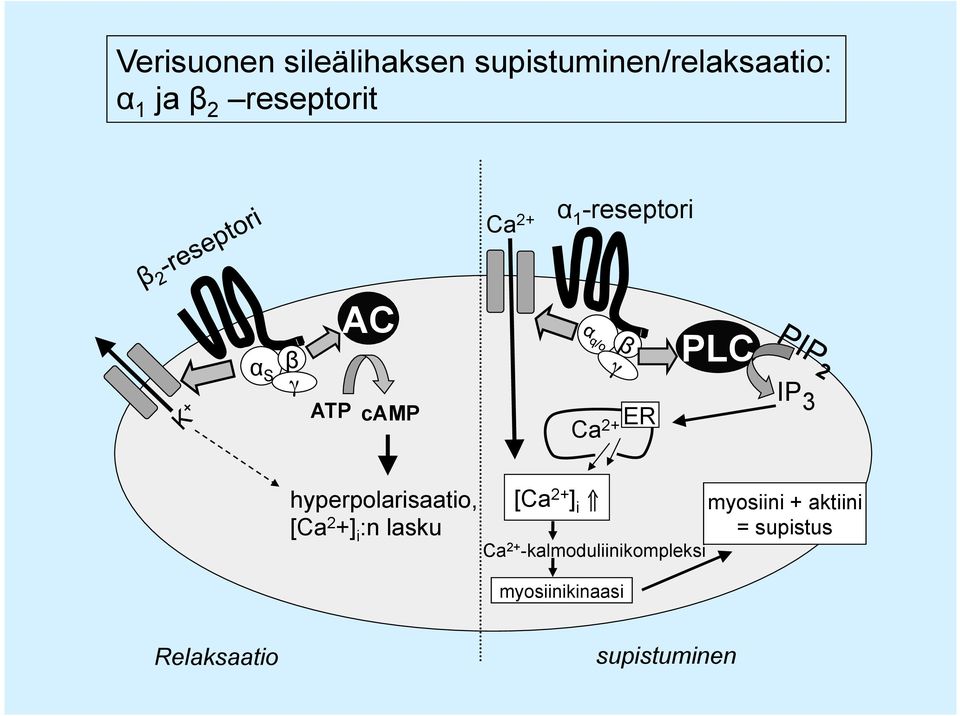 hyperpolarisaatio, [Ca 2 +] i :n lasku [Ca 2+ ] i Ca 2+