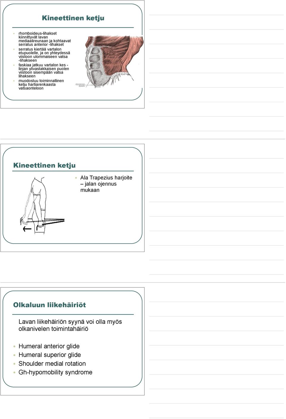 lihakseen muodostuu toiminnallinen ketju hartiarenkaasta vatsaonteloon Kineettinen ketju Ala Trapezius harjoite jalan ojennus mukaan Olkaluun