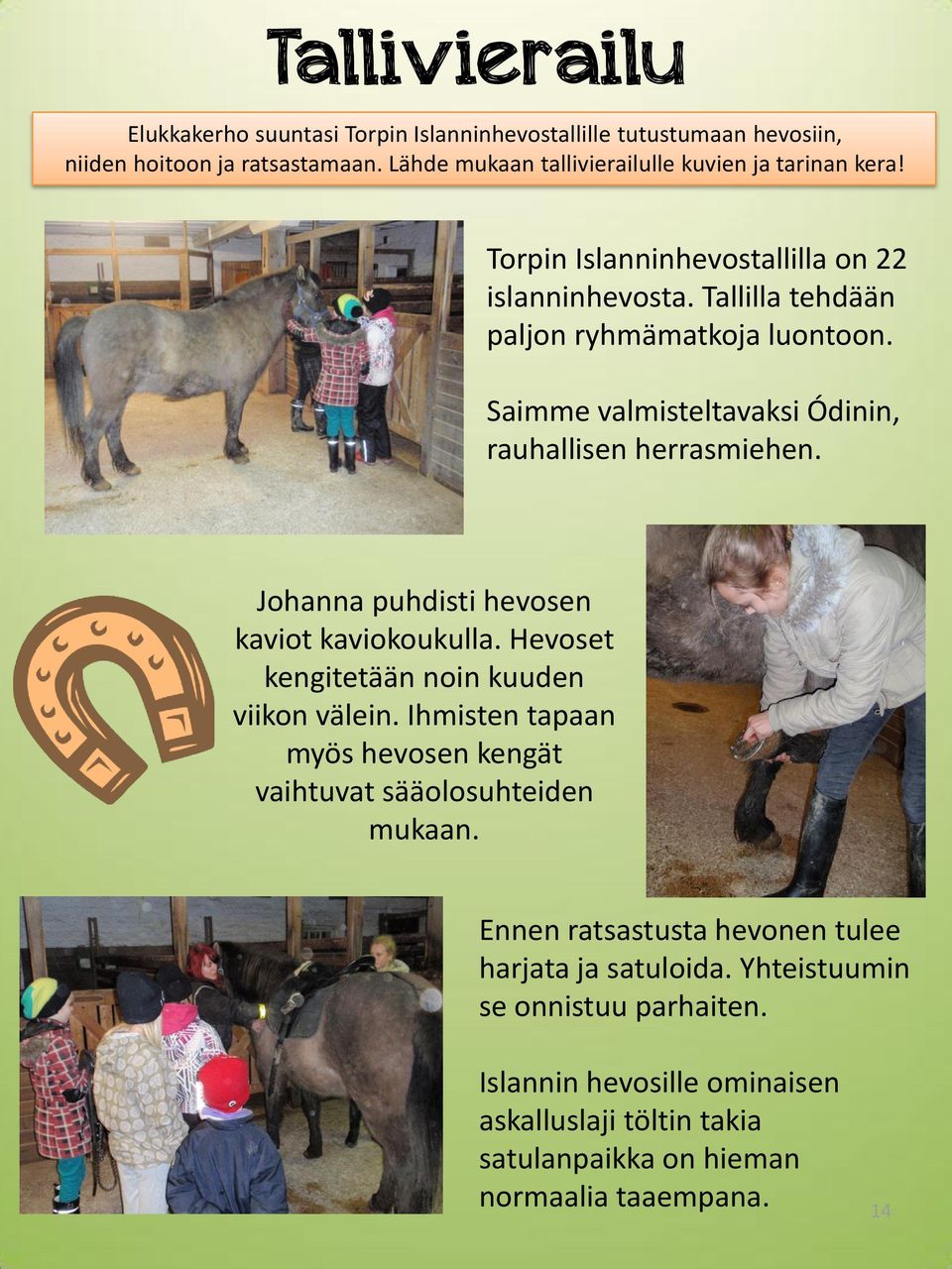 Johanna puhdisti hevosen kaviot kaviokoukulla. Hevoset kengitetään noin kuuden viikon välein. Ihmisten tapaan myös hevosen kengät vaihtuvat sääolosuhteiden mukaan.