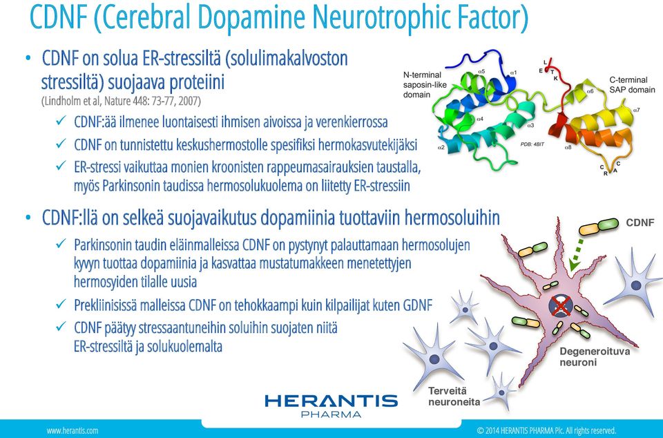 taudissa hermosolukuolema on liitetty ER-stressiin CDNF:llä on selkeä suojavaikutus dopamiinia tuottaviin hermosoluihin ü Parkinsonin taudin eläinmalleissa CDNF on pystynyt palauttamaan hermosolujen