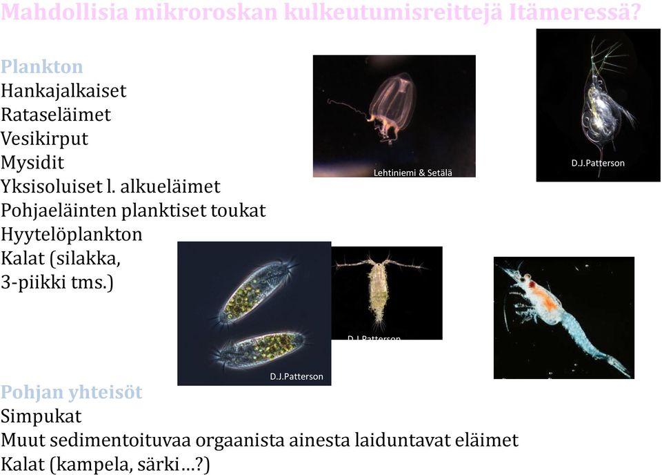 alkueläimet Pohjaeläinten planktiset toukat Hyytelöplankton Kalat (silakka, 3-piikki tms.