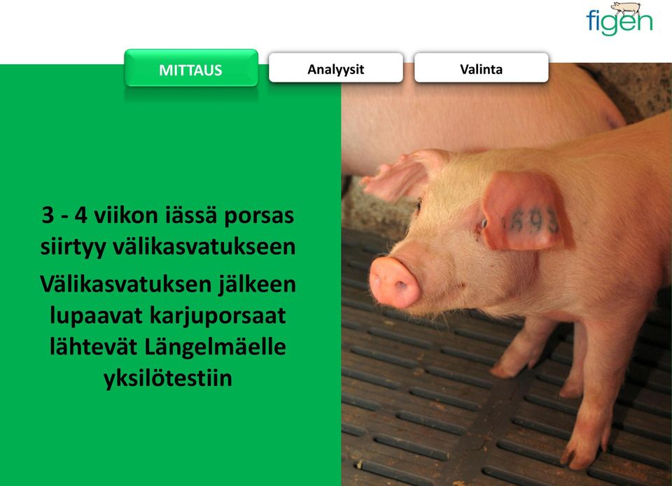 Välikasvatuksen jälkeen lupaavat