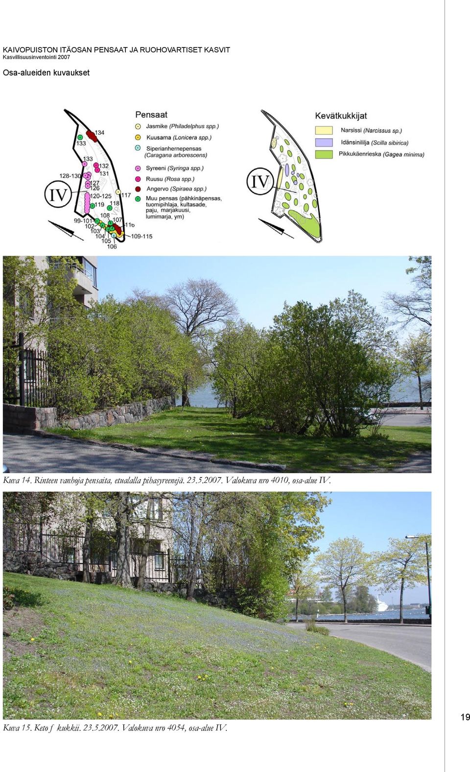 Rinteen vanhoja pensaita, etualalla pihasyreenejä. 23.5.2007.