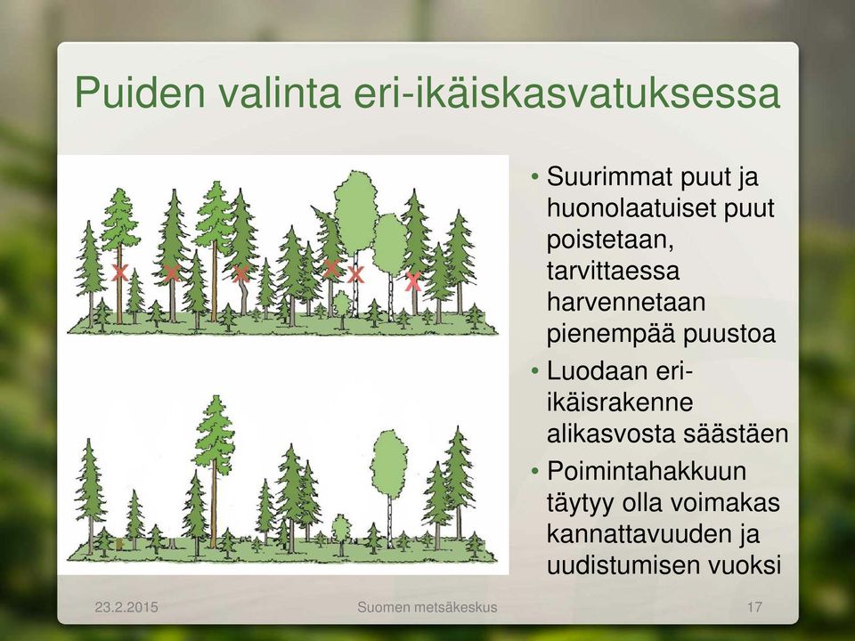 eriikäisrakenne alikasvosta säästäen Poimintahakkuun täytyy olla