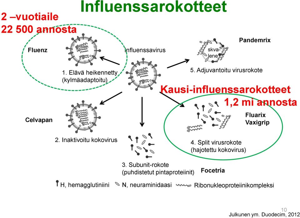 Adjuvantoitu virusrokote Kausi-influenssarokotteet 1,2 mi annosta Fluarix Vaxigrip 2. Inaktivoitu kokovirus 4.