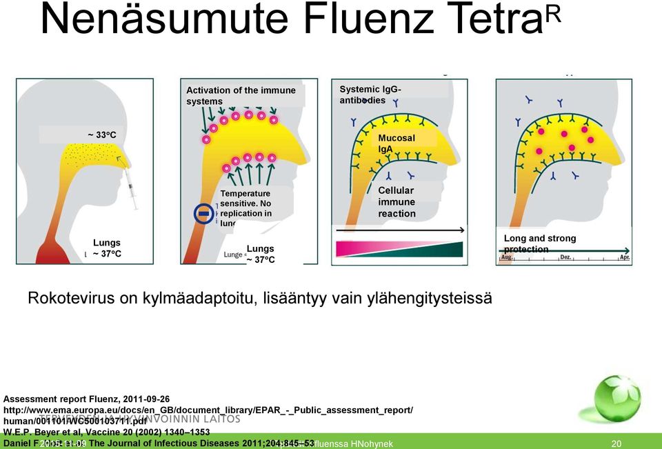 No replication in lungs Lungs ~ 37 C Cellular immune reaction Long and strong protection Rokotevirus on kylmäadaptoitu, lisääntyy vain ylähengitysteissä Assessment