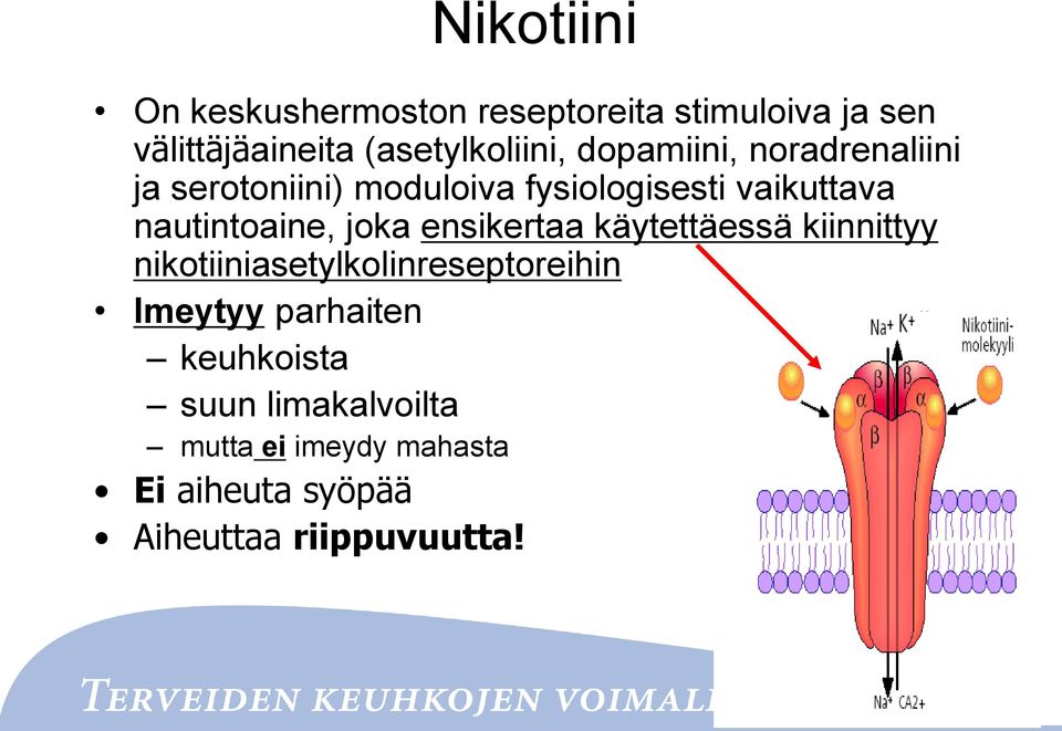 joka ensikertaa käytettäessä kiinnittyy nikotiiniasetylkolinreseptoreihin Imeytyy parhaiten