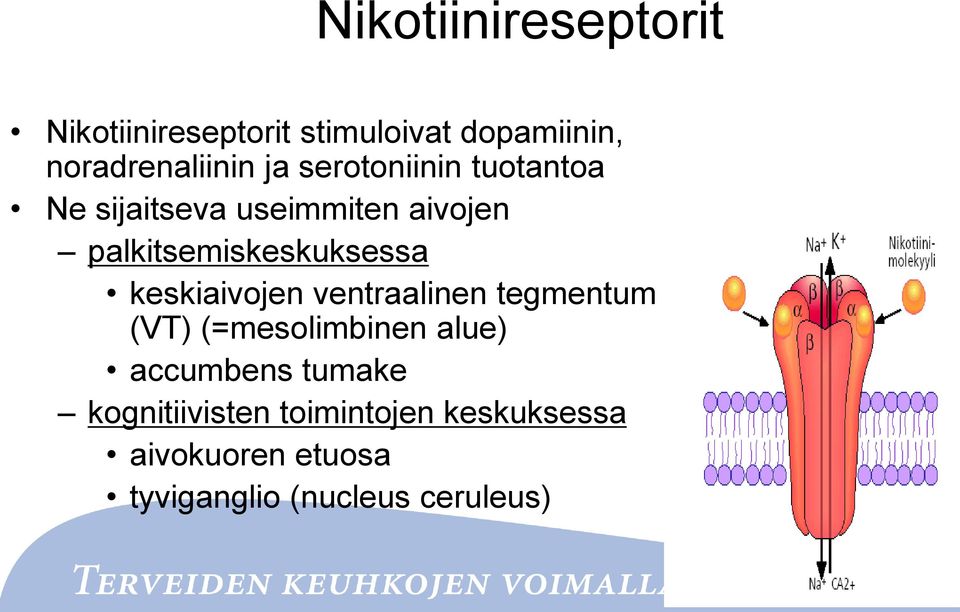 keskiaivojen ventraalinen tegmentum (VT) (=mesolimbinen alue) accumbens tumake