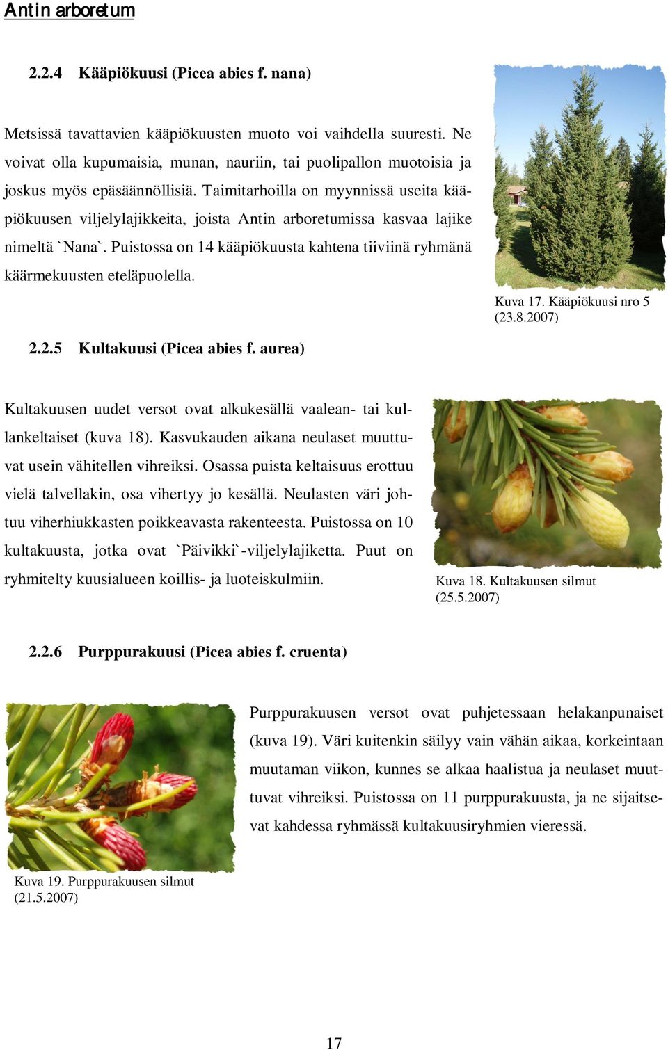 Taimitarhoilla on myynnissä useita kääpiökuusen viljelylajikkeita, joista Antin arboretumissa kasvaa lajike nimeltä `Nana`.