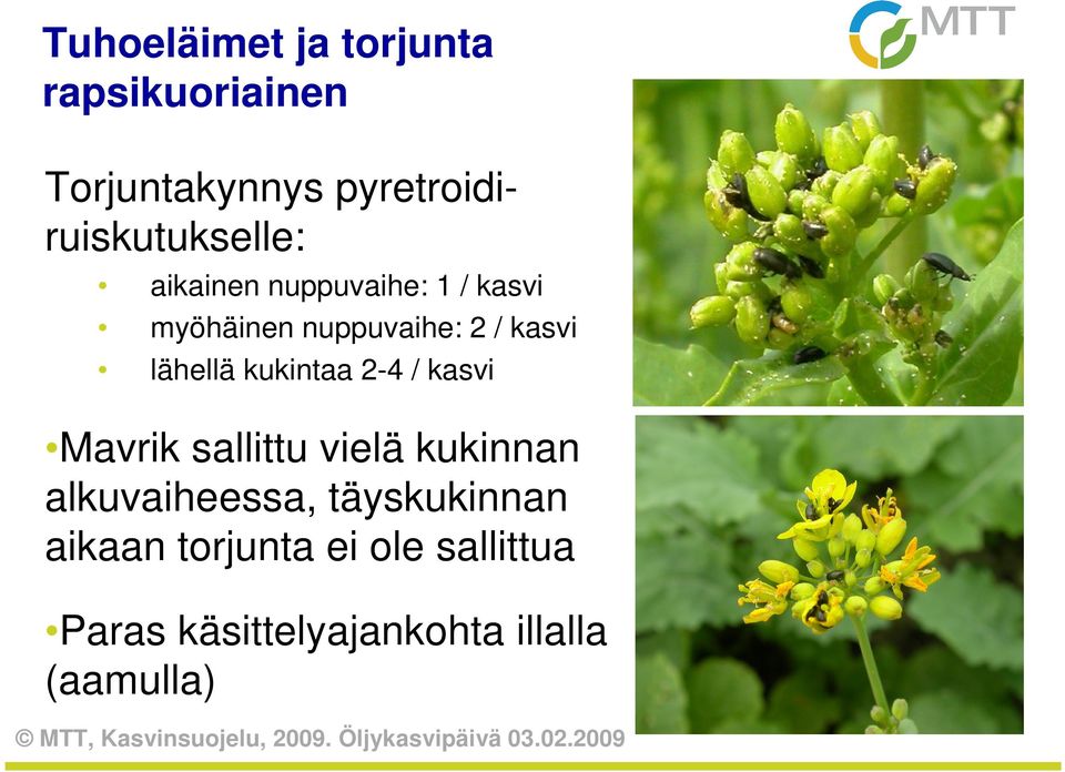 nuppuvaihe: 2 / kasvi lähellä kukintaa 2-4 / kasvi Mavrik sallittu vielä