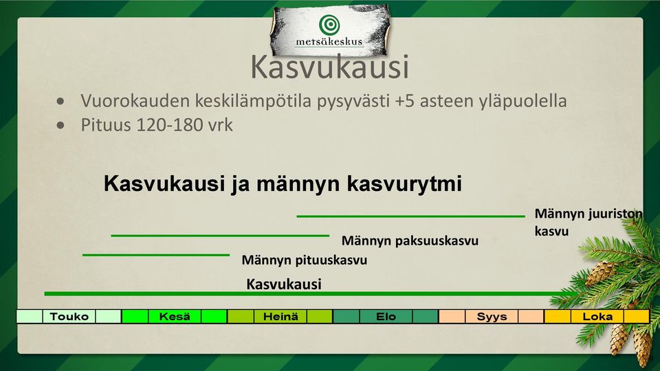 männyn kasvurytmi Männyn paksuuskasvu Männyn pituuskasvu