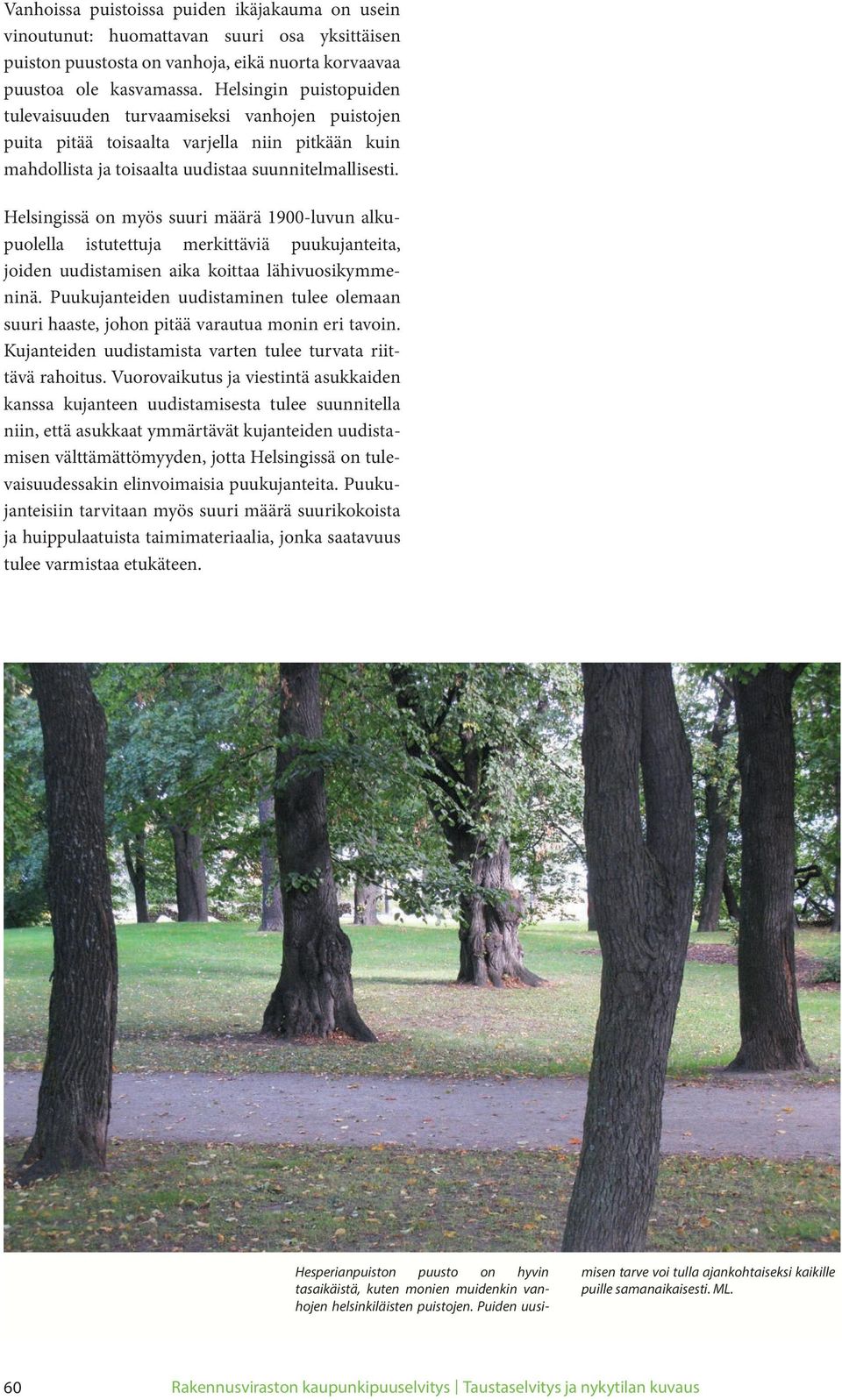 Helsingissä on myös suuri määrä 1900-luvun alkupuolella istutettuja merkittäviä puukujanteita, joiden uudistamisen aika koittaa lähivuosikymmeninä.