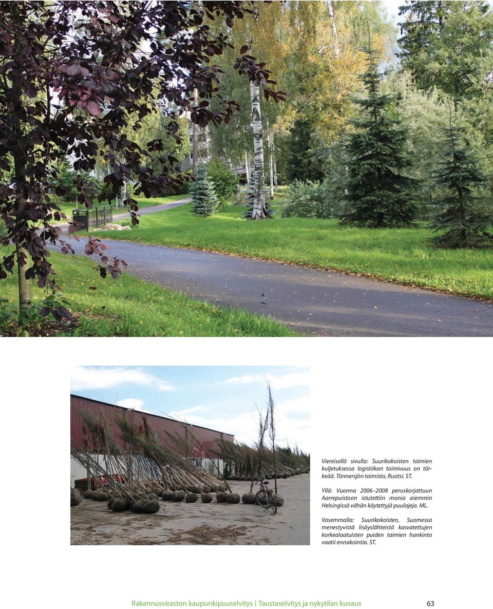 Yllä: Vuonna 2006 2008 peruskorjattuun Aarrepuistoon istutettiin monia aiemmin Helsingissä vähän käytettyjä
