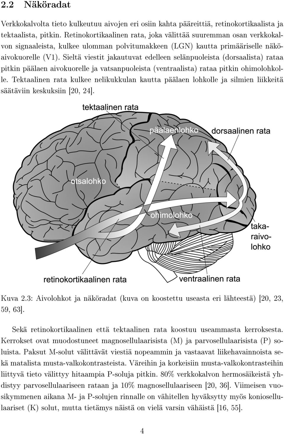 Sieltä viestit jakautuvat edelleen selänpuoleista (dorsaalista) rataa pitkin päälaen aivokuorelle ja vatsanpuoleista (ventraalista) rataa pitkin ohimolohkolle.
