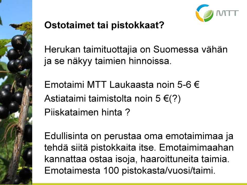 Emotaimi MTT Laukaasta noin 5-6 Astiataimi taimistolta noin 5 (?) Piiskataimen hinta?