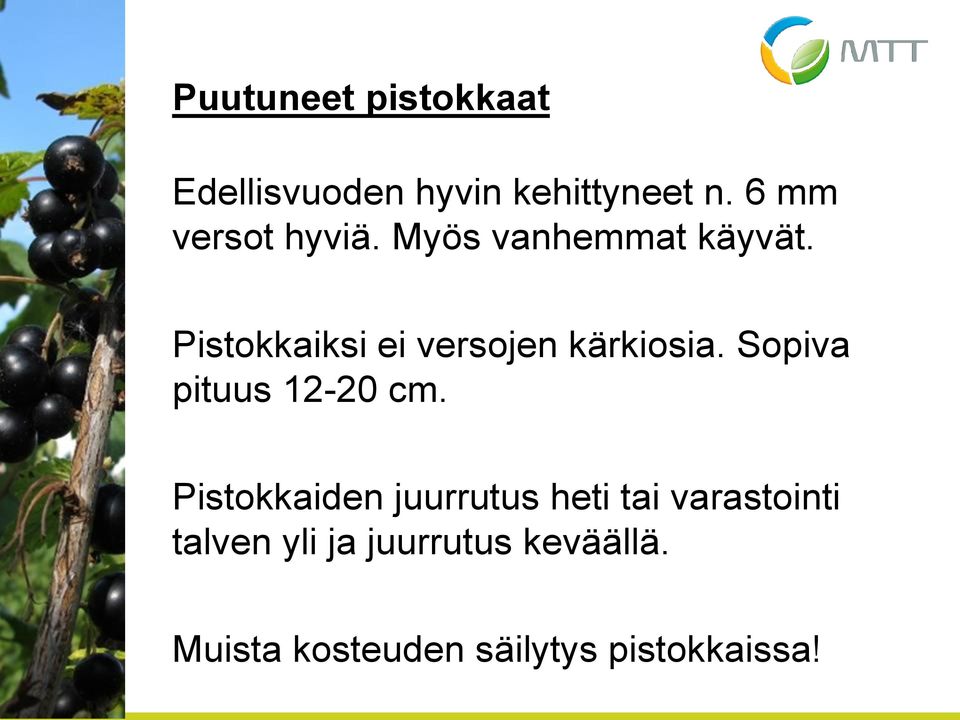 Pistokkaiksi ei versojen kärkiosia. Sopiva pituus 12-20 cm.