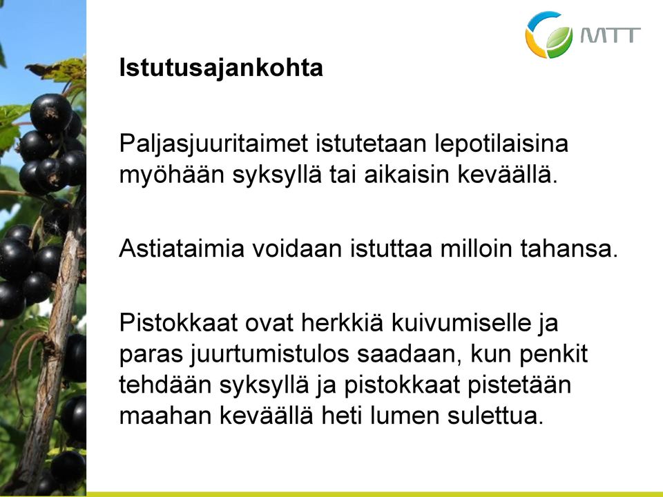 Astiataimia voidaan istuttaa milloin tahansa.