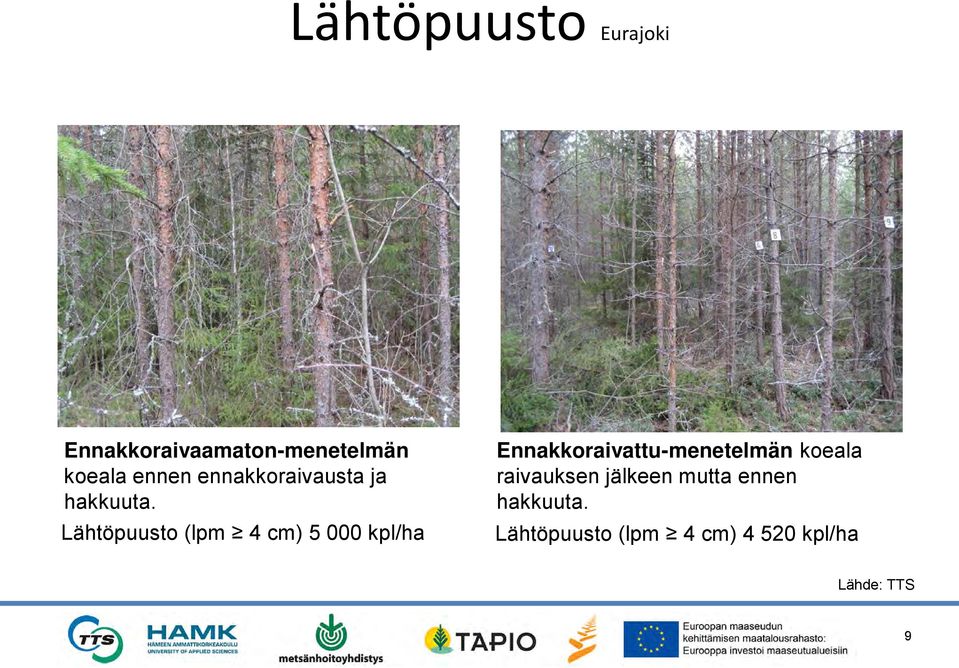 Lähtöpuusto (lpm 4 cm) 5 000 kpl/ha Ennakkoraivattu-menetelmän